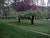 New Chalet - Lawn